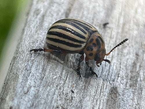 Coloradokever — Bild 4