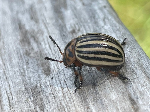 Coloradokever — Bild 5