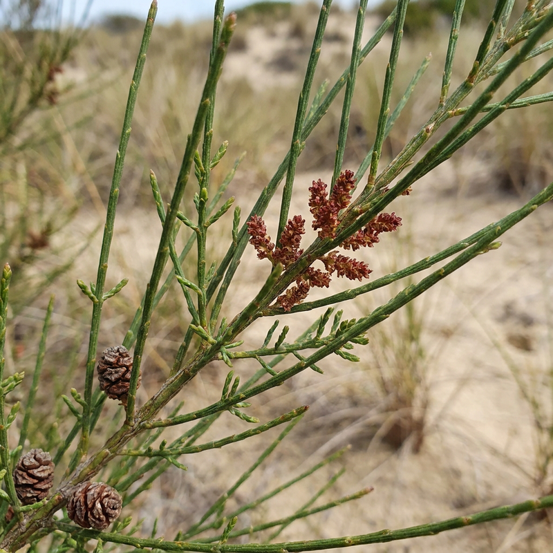 Casuarina-boom