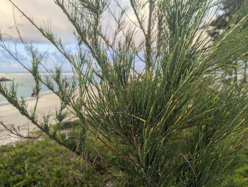 Casuarina-boom — Bild 4