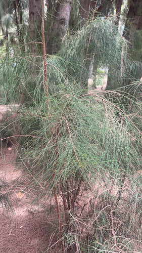 Casuarina-boom — Bild 3