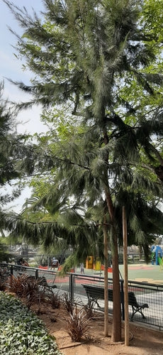 Casuarina-boom — Bild 5