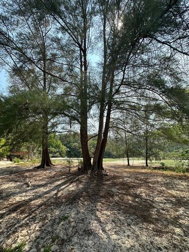 Casuarina-boom — Bild 2