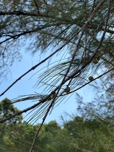 Casuarina-boom — Bild 1