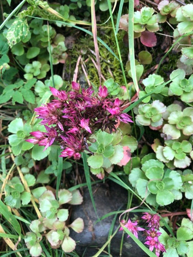 Kaukasus muurpeper — foto 4 van 11