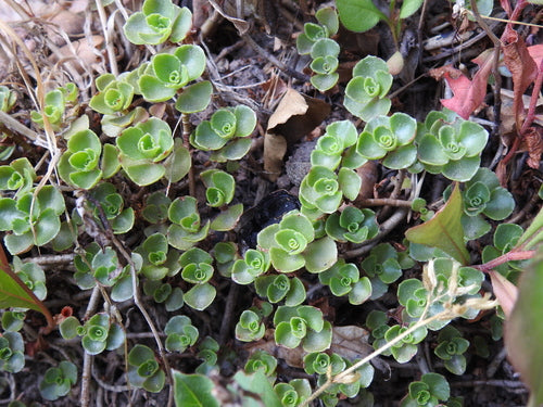 Kaukasus muurpeper — foto 5 van 11