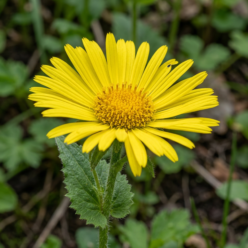 Kaukasus-Gämswurz (Doronicum orientale), AI-illustratie