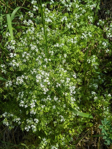 kervel — Bild 1