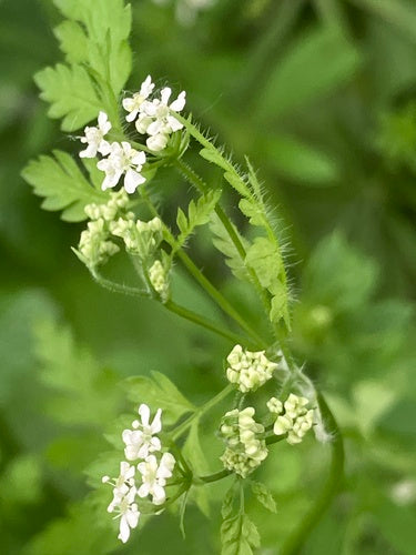 kervel — Bild 5