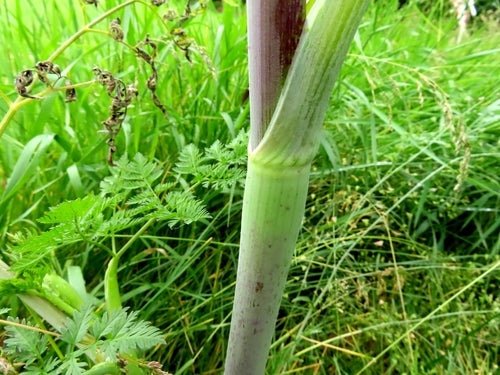 Kervel raap — Bild 1