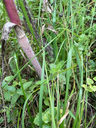 Kervel raap — Bild 4