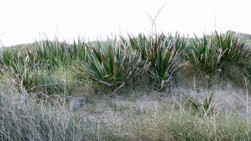 Kaarspalmlelie — Bild 4