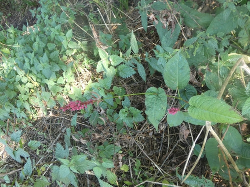 Kaars duizendknoop — Bild 3