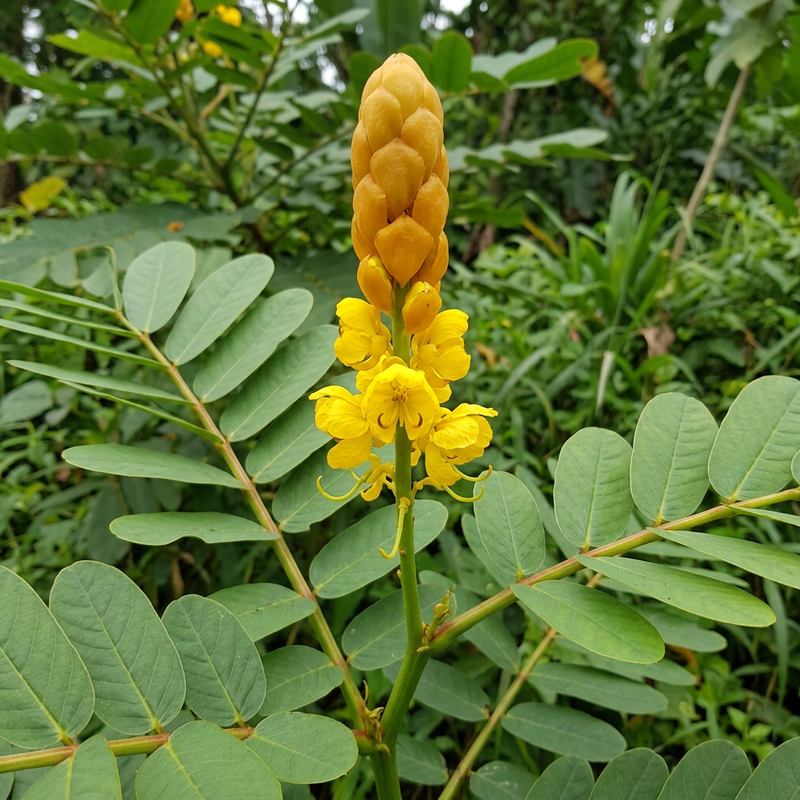 Kerzenstrauch (Senna alata), AI-illustratie
