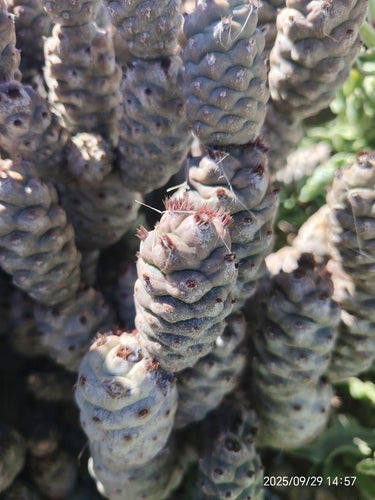 Dennenappel cactus — Bild 5