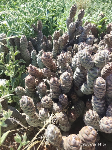 Dennenappel cactus — Bild 4
