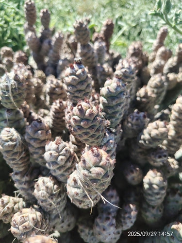 Dennenappel cactus — Bild 3