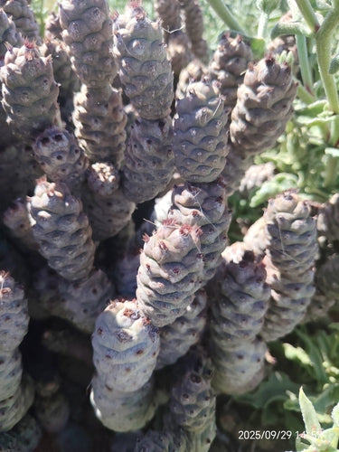 Dennenappel cactus — Bild 2