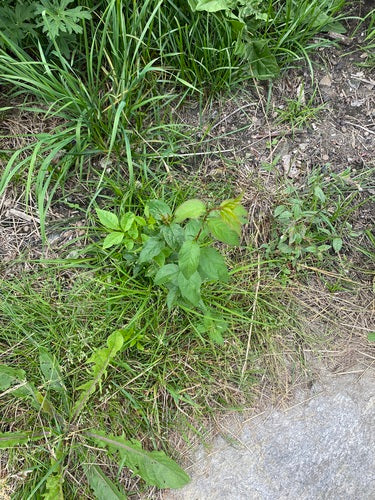 Kersen pruim — Bild 3