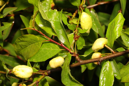 Kersen pruim — Bild 4
