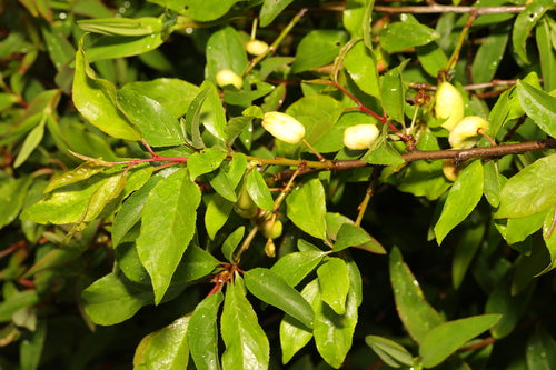 Kersen pruim — Bild 5