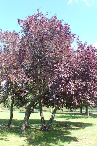 Kersen pruim — Bild 2
