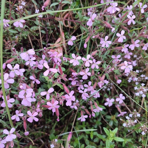 Kussen zeepkruid — foto 2 van 8