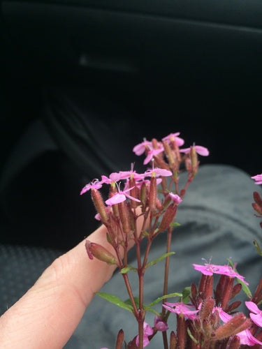 Kussen zeepkruid — foto 4 van 8