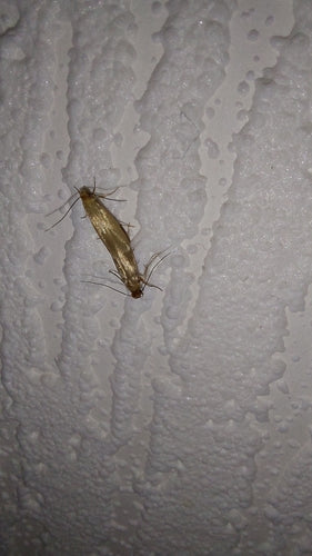Kleren motten — Bild 3