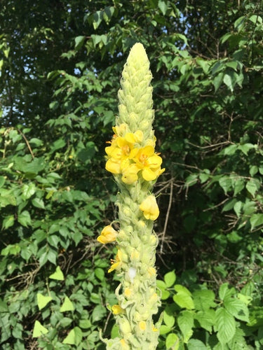 Kleinbloemige toorts — Bild 5