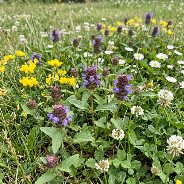 Kleine Braunelle (Prunella vulgaris) in Blüte im naturnahen Garten (KI-generiert)