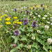 Kleine Braunelle (Prunella vulgaris) in Blüte im naturnahen Garten (KI-generiert)