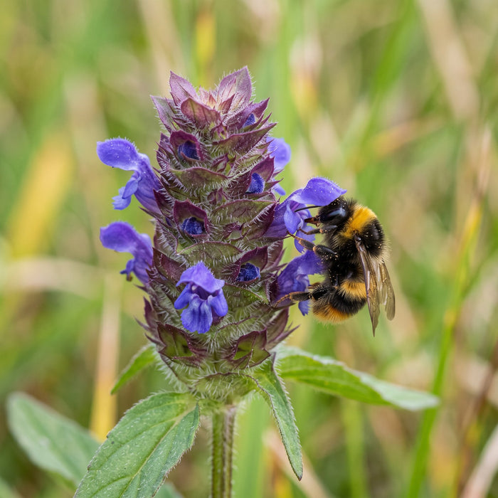 Blüte von Kleine Braunelle (Prunella vulgaris) in Nahaufnahme (KI-generiert)