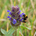 Blüte von Kleine Braunelle (Prunella vulgaris) in Nahaufnahme (KI-generiert)
