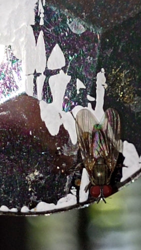 Kleine huisvlieg — Bild 5