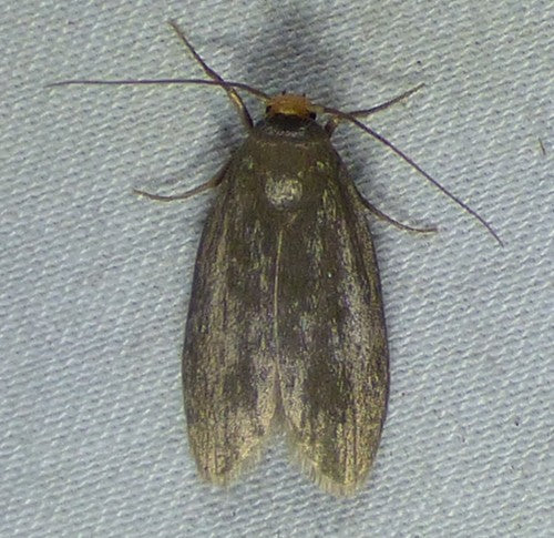 Kleine wasmot — foto 5 van 8