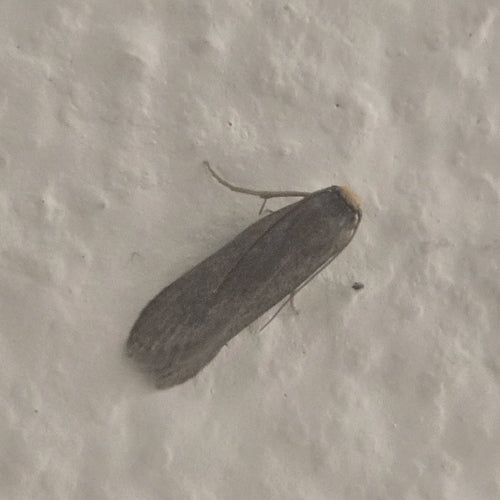 Kleine wasmot — Bild 1