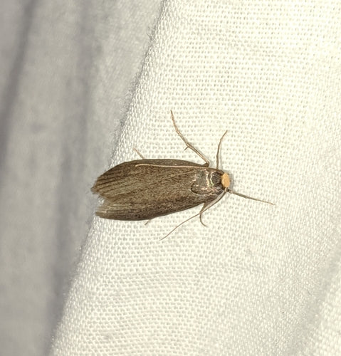 Kleine wasmot — foto 1 van 8