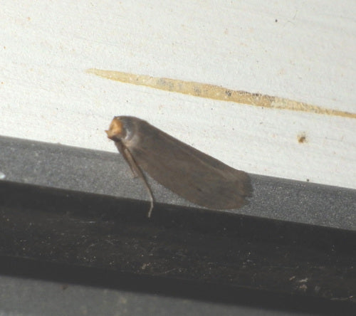 Kleine wasmot — Bild 2