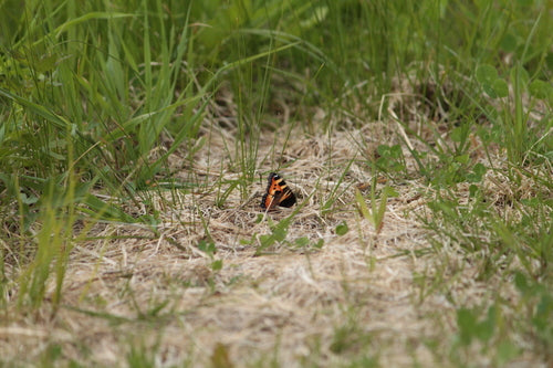 Kleine vos — Bild 5