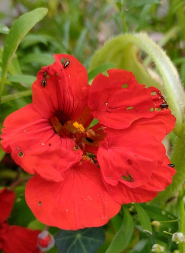 Kleine gestreepte kolenvlo — Bild 2