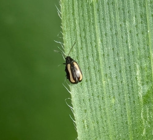 Kleine gestreepte kolenvlo — Bild 5