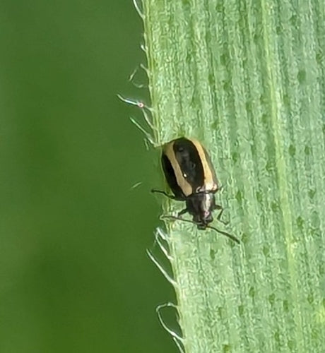 Kleine gestreepte kolenvlo — Bild 4