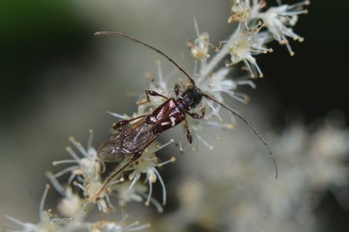 Kleine korte plafondschraag — Bild 2