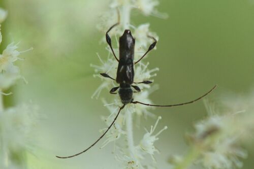 Kleine korte plafondschraag — Bild 5