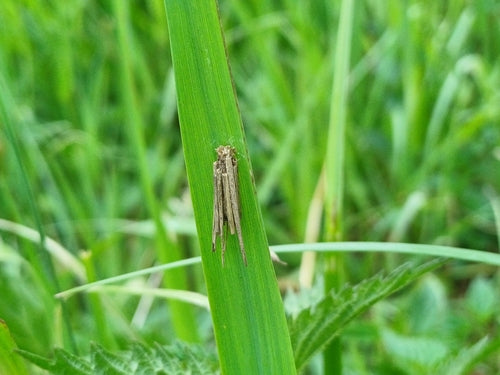 Kleine tassendrager — Bild 4