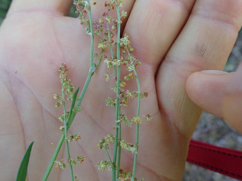 Kleine zuring — Bild 5