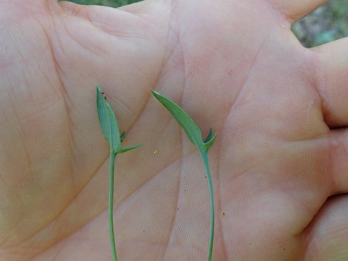 Kleine zuring — Bild 4