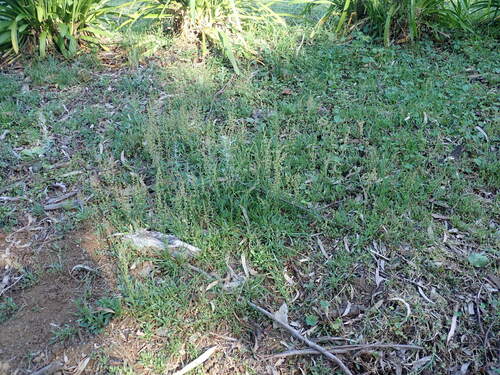 Kleine zuring — Bild 3