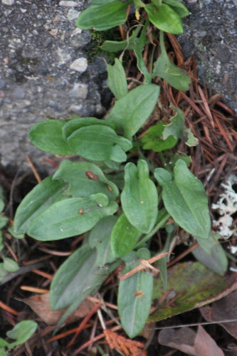 Kleine zuring — foto 5 van 12